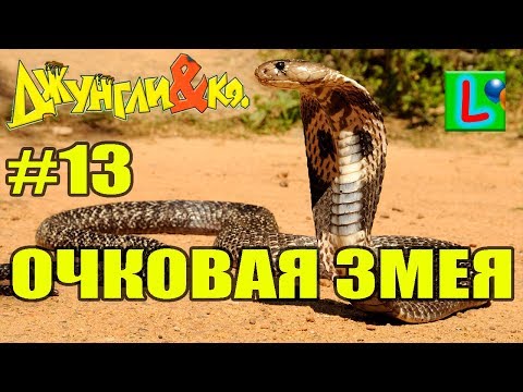 Deagostini ДЖУНГЛИ и КО МАКСИ ОЧКОВАЯ ЗМЕЯ Деагостини LISKA SHOW UNPACKING #13