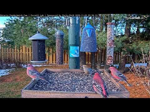 Beautiful Pine Grosbeaks Chase Each Other Around Feeder Platform – Nov. 5, 2020