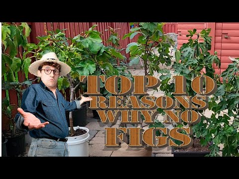 Top 10  reasons why no figs on your fig tree