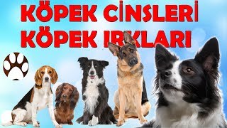 Köpek Cinsleri | Köpek Irkları 2.Bölüm