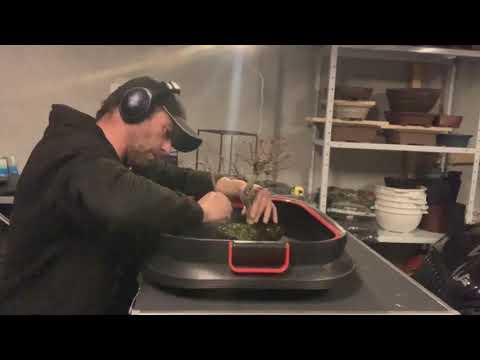 Mein Acer Palmatum "Katsura" umtopfen