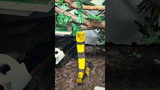 Download lagu Samar Cobra 🐍#snake #shorts mp3