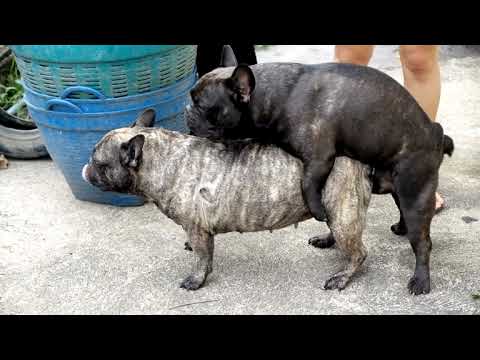 dog sex