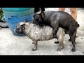 Dog Sex