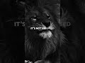 Lion Mentality Motivation Lion Quotes Advice Mentality