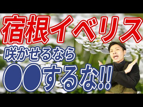 イデリスについて詳しく解説