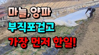 마늘1차웃거름주기전  부직포걷고 가장먼저 해야할 일