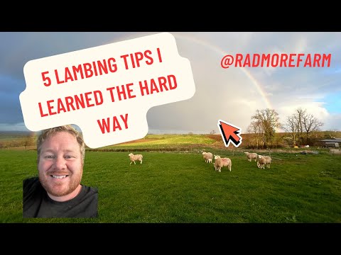 Lambing for Beginners: 5 Mistakes to Avoid (What I Learned the Hard Way)