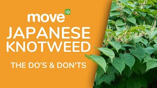 Japanese Knotweed - HELP!