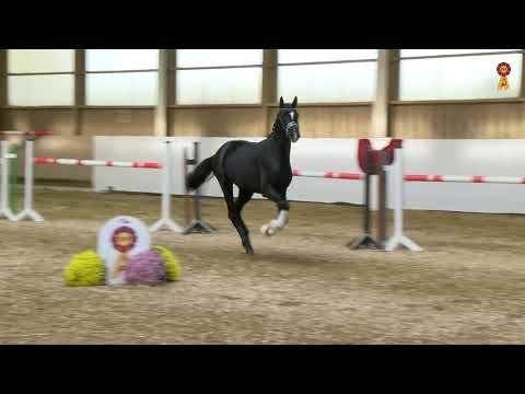 KN 69: Goldberg x Sommerhit