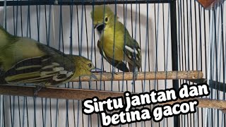 Download lagu Sirtu jantan dan Betina gacor saling bersahutan untuk mendongkrak birahi sirtu malas bunyi/macet mp3
