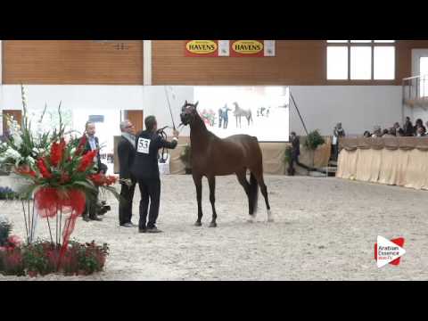 N 53 GHAZALAT AL KHALEDIAH   Prague Intercup 2015   Mares 4 6 years old Class 7