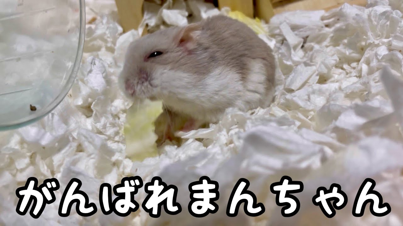 ペットを守るのが飼い主の務め