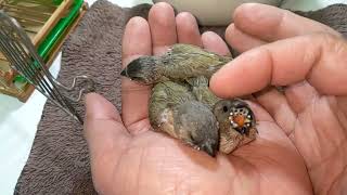 Hand Feeding Green Back Gouldian Finch and Star Finch Baby 20230122