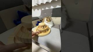2700円(´;ω;` )
