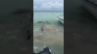 Feeding giant piranhas