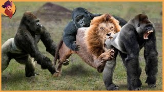 15 Gorillas And Chimps Battling Each Other And Other Animals