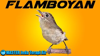 Download lagu MASTER FLAMBOYAN Jeda Terapi Air AMPUH mp3 Download lagu MASTER FLAMBOYAN Jeda Terapi Air AMPUH mp3