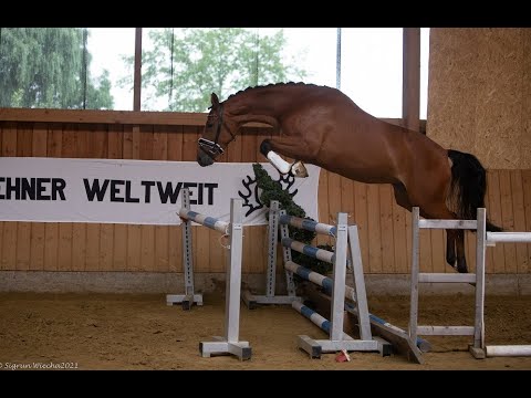 Kat. Nr. 44 - Stute "Herbstgoldene" von Donaudichter - Interconti *2017 - Trakehner Hengstmarkt
