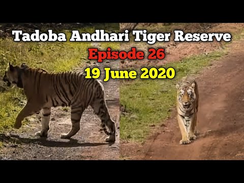 Tadoba Andhari Tiger Reserve || Weekly Updates || Episode 26 || 19 June 2020