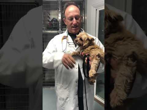 Cute doggy after multiple dental extractions