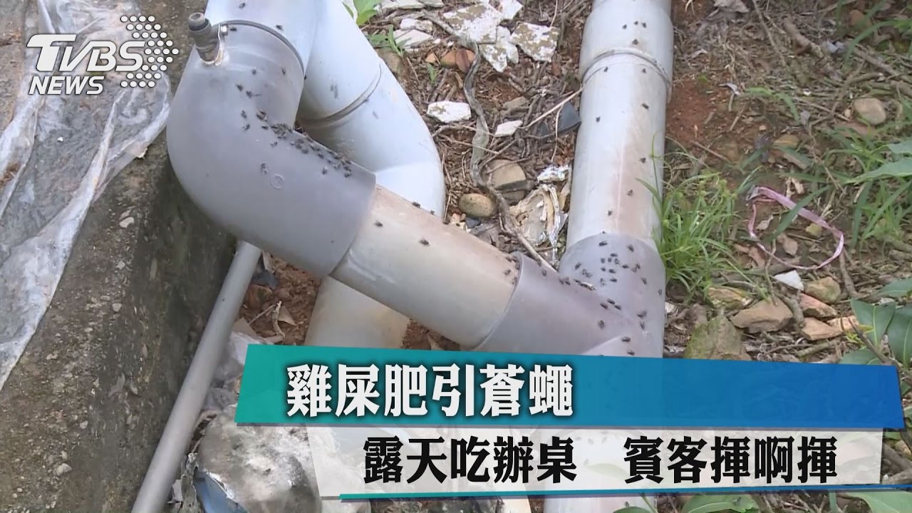 雞屎肥引蒼蠅 露天吃辦桌賓客揮啊揮