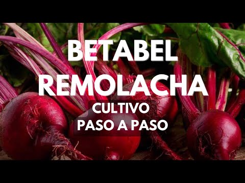 , title : 'Cultivo de BETABEL/BETARRAGA/REMOLACHA paso a paso🌱'