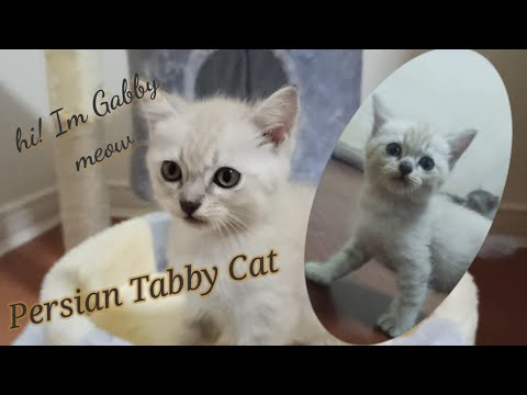 Persian Tabby Cat (2months old)
