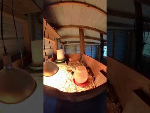 Hatching time CT 120 incubator first hatch!