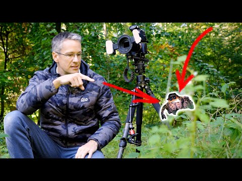 Einstieg Makrofotografie 📸 Wie finde ich spannende Insekten oder Motive?