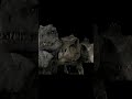 Whats Worse Than One Spino Jurassicpark Jurassicworldrebirth Undertale Spinosaurus Memes Sfm