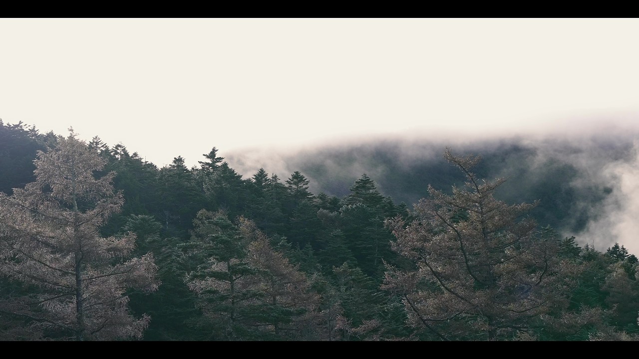 The mystery of the forest | Sony FX3