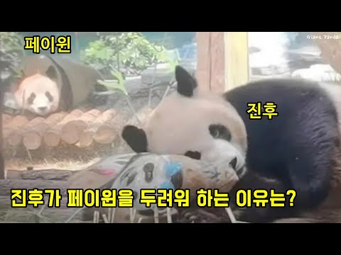 판다 페이윈과 진후의 싸움은 끝나지 않고 진행 중... 진후 먀오인 좋아 페이윈은?
