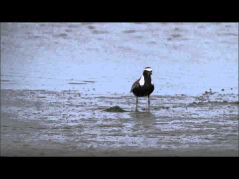 Amerikaanse Goudplevier (Pluvialis dominica)