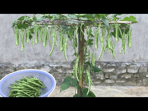 , title : 'Growing green beans without a garden, super simple, harvested all year round'