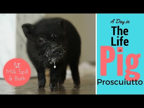 Mini Pig's First Day at the Park / 1st Bath