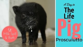 Mini Pig's First Day at the Park / 1st Bath