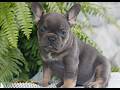 French Bulldog dogs for sale: Brutus  - Video 1