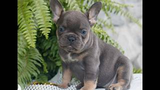 Video preview image #1 French Bulldog Puppy For Sale in NARVON, PA, USA