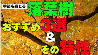 落葉樹 おすすめと常緑樹と落葉樹の違いとは 徹底解説します أفضل موقع لتشغيل ملفات Mp3 مجان ا