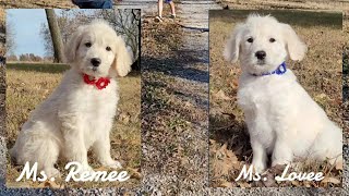 Video preview image #1 Goldendoodle Puppy For Sale in GOLDEN CITY, MO, USA