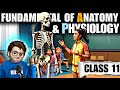Fundamental Of Anatomy And Physiology Class11th One Shot Animation Chapter7 Physical Education