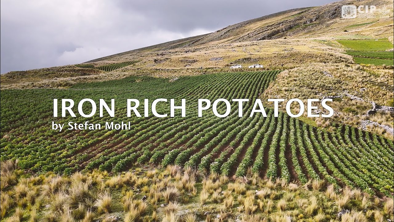CIP Story | Iron Rich Potatoes