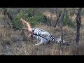 Zebra Carcass Explodes During Leopard Feeding