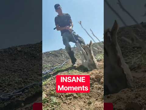 The Most INSANE Animal Moments Ever Caught On Camera