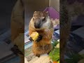 Sam Champion the Groundhog Loves Corn on the Cob