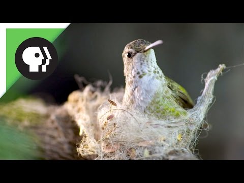 image-How long does it take a hummingbird to build a nest?
