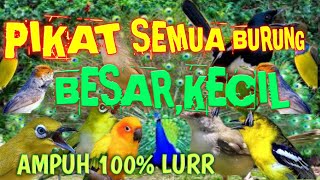 Download lagu Suara burung ribut-kicau lantang pedas vol full mp3 mp3 Download lagu Suara burung ribut-kicau lantang pedas vol full mp3 mp3