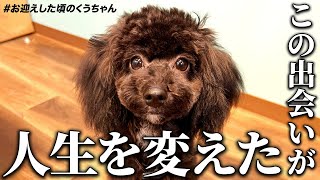 【50代 犬との暮らしVlog】犬を飼い始めたら見える世界が変わった