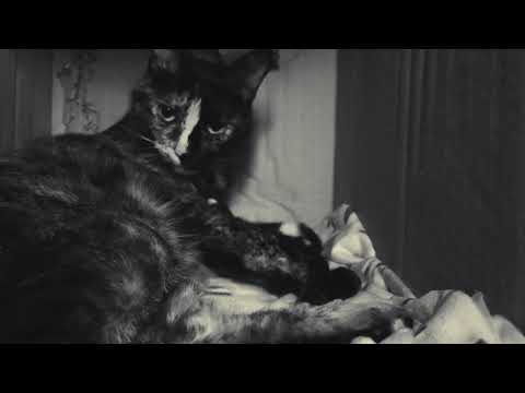 Cats & Noise [multiverse edition]